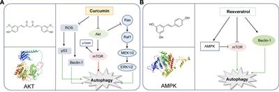 Targeting Autophagy with Natural Compounds in Cancer: A Renewed Perspective from Molecular Mechanisms to Targeted Therapy